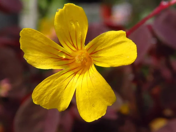 Closeup Beautiful Yellow Linum Flavum Flower — Stock Photo, Image