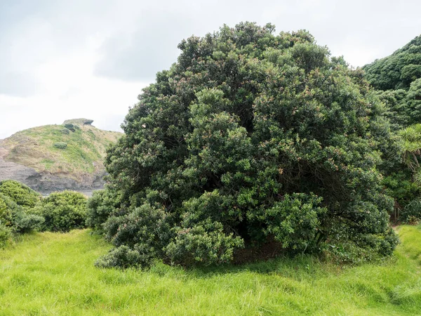 View Large Pohutukawa Tree Piha Auckland — Stock Photo, Image