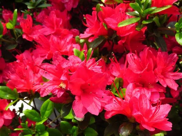 Hermoso Tiro Arbusto Flores Azalea Japonica Rosa —  Fotos de Stock