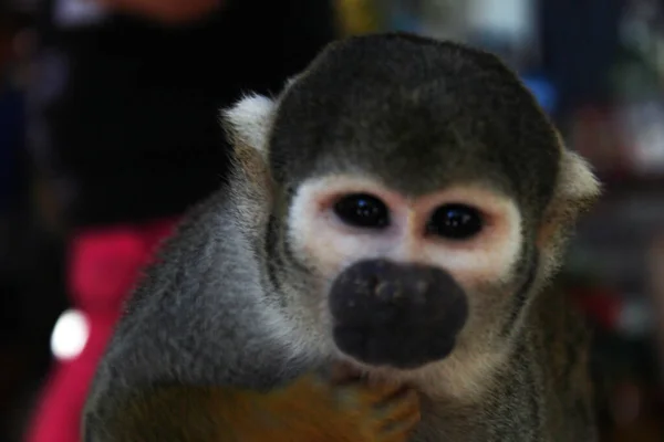 Uma Foto Seletiva Macaco Esquilo Oxapampa Peru — Fotografia de Stock