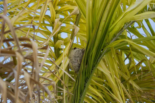 Ein Vogelnest Versteckt Zwischen Den Blättern Einer Pflanze — Stockfoto