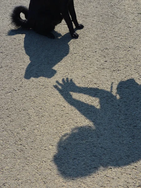 Вертикальный Снимок Человеческих Рук Собачьих Теней Брошенных Землю Концепция Обучения — стоковое фото