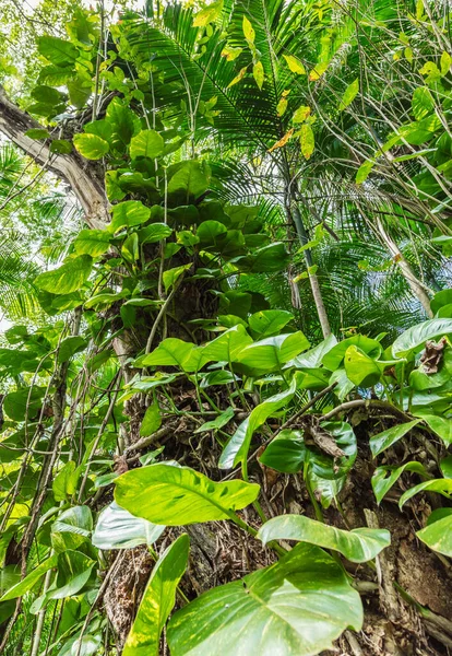 Bosque Tropical Con Plantas Árboles Verdes — Foto de Stock