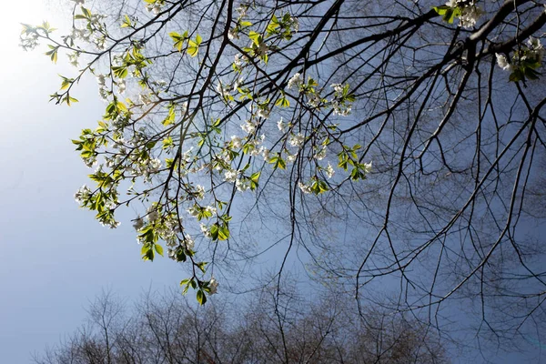 Niskokątne Ujęcie Wiśniowych Drzew Błękitnym Niebie Umiarkowanym Broadleaf Mieszanych Lasach — Zdjęcie stockowe