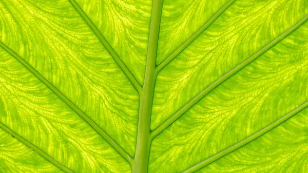 Μια Τρισδιάστατη Απόδοση Ενός Έντονου Πράσινου Φύλλου Οριζόντιου Φόντου — Φωτογραφία Αρχείου