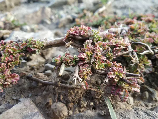 Una Messa Fuoco Selettiva Una Pianta Che Cresce Una Pietra — Foto Stock