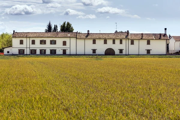 Primer Plano Campo Con Edificio Blanco Fondo —  Fotos de Stock