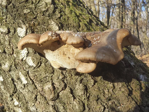 이내리쬐는 의나무 줄기에 버섯들을 클로즈업으로 — 스톡 사진