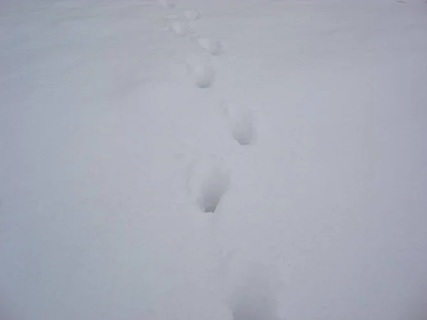 冬の足音と朝の完璧な形の雪 — ストック写真