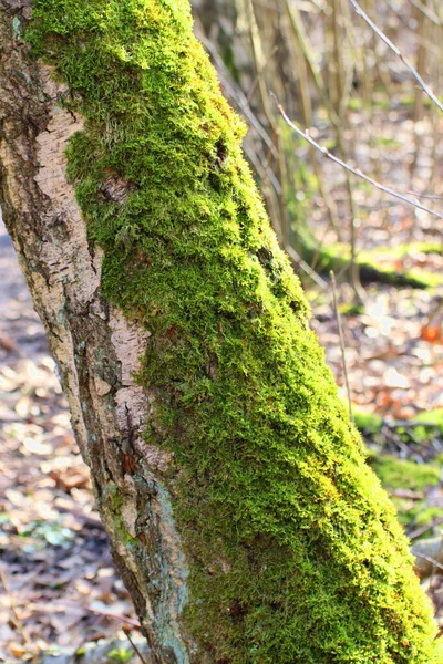 Nærbilde Tømmerstokken Dekket Grønn Mose Skogen Solrik Dag – stockfoto