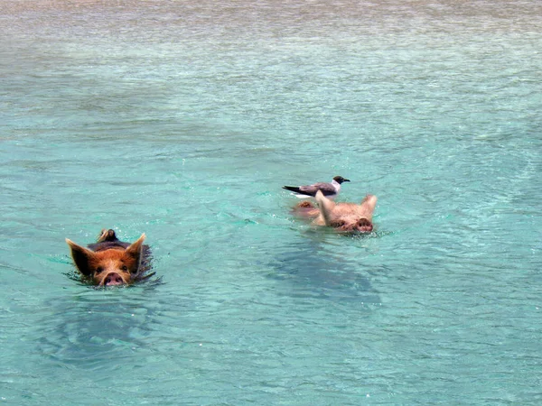 Живописный Вид Двух Свиней Плавающих Воде Острове Эксума Штате Бахара — стоковое фото