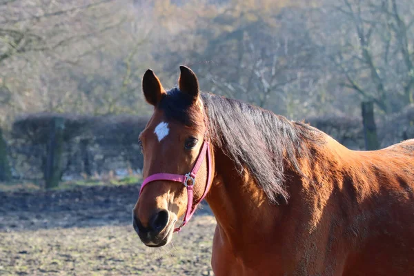 Piękny Widok Brązowego Konia Stojącego Trawie Polu Słoneczny Dzień — Zdjęcie stockowe