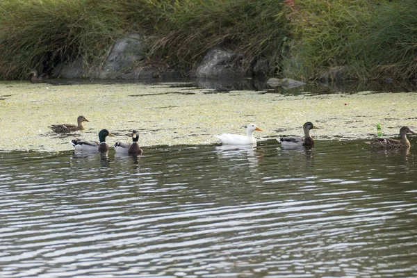 Enten Schwimmen Einem See — Stockfoto