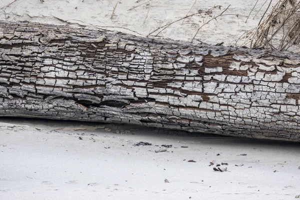 Closeup Weathered Wood Peeled Bark Sandy Beach Coast — Stock Photo, Image