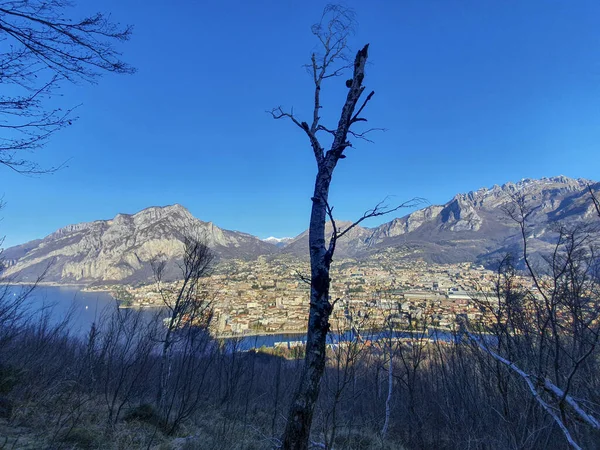 Albero Spoglio Solitario Con Borgo Galbiate Lago Annone Sullo Sfondo — Foto Stock