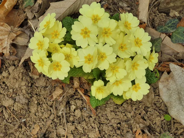 Een Hoge Hoek Shot Van Primroses Florerend Binnen Tuin Dag — Stockfoto