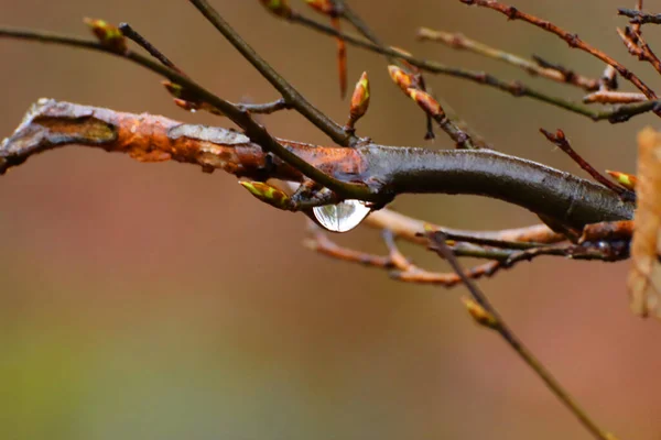 Krásný Výhled Jedinou Kapku Vody Visící Větve Stromu Lese — Stock fotografie