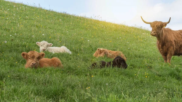 Uma Vaca Das Terras Altas Seu Bezerro Sol Noite — Fotografia de Stock