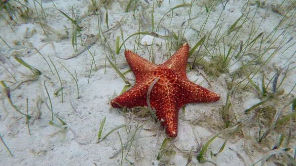 Een Prachtige Oranje Zeester Met Een Harde Huid Rustend Een — Stockfoto