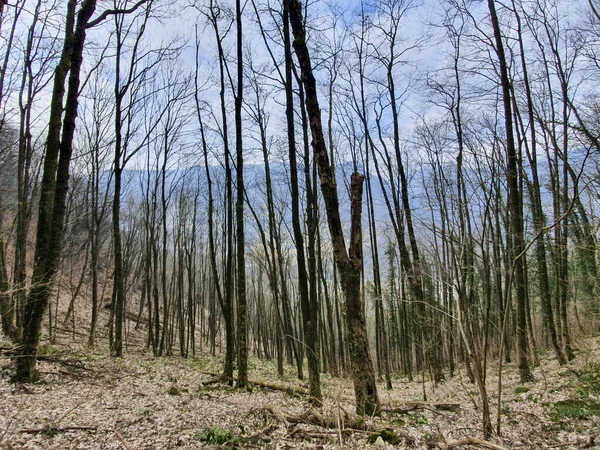 Ein Spärlicher Wald Mit Hohen Kahlen Bäumen Vor Blauem Himmel — Stockfoto