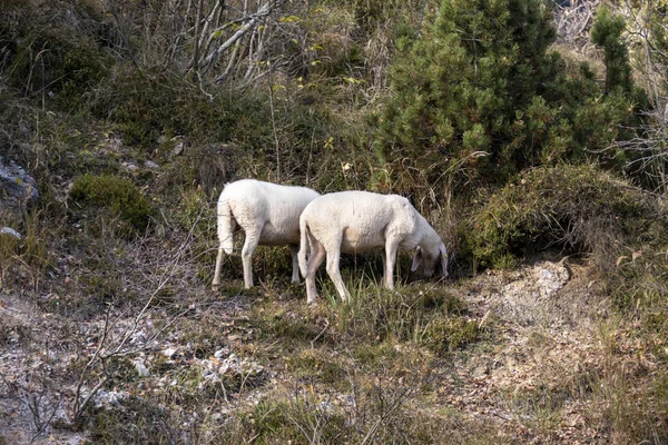 Δύο Λευκά Πρόβατα Βόσκηση Στο Πράσινο Γρασίδι — Φωτογραφία Αρχείου