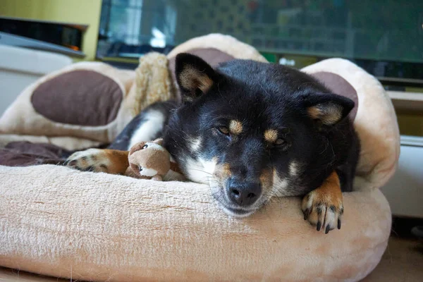 家の中の柔らかい犬のベッドの上に横たわる愛らしい黒い眠い犬 — ストック写真