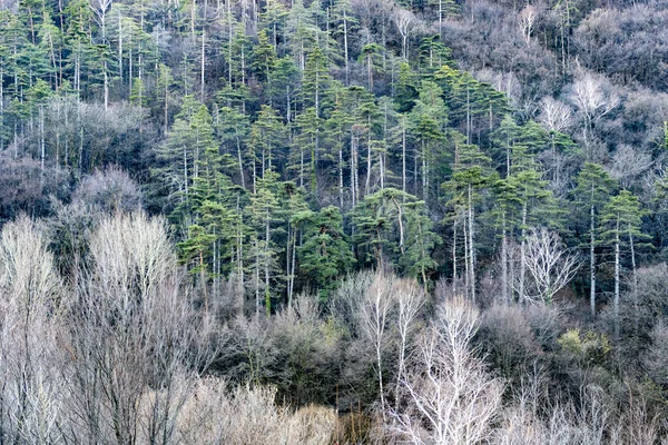 Ένα Ορεινό Δάσος Ψηλά Όμορφα Ημίγυμνα Πράσινα Δέντρα Στην Επαρχία — Φωτογραφία Αρχείου