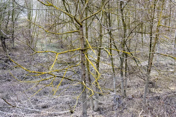 Albero Nudo Con Rami Gialli Nel — Foto Stock