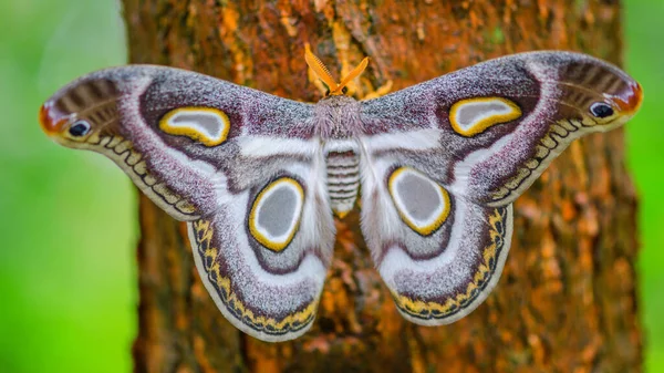 정원에서 아름다운 나비의 — 스톡 사진