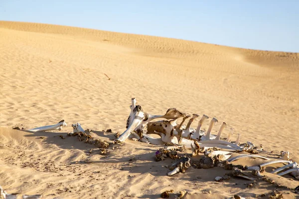 Сухій Аравійській Пустелі Чистим Небом Висічені Кістки Верблюдів — стокове фото