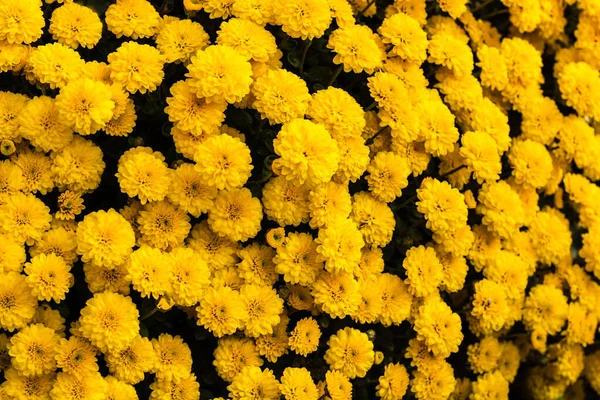 Bel Colpo Giallo Crisantemo Fiori Sfondo — Foto Stock