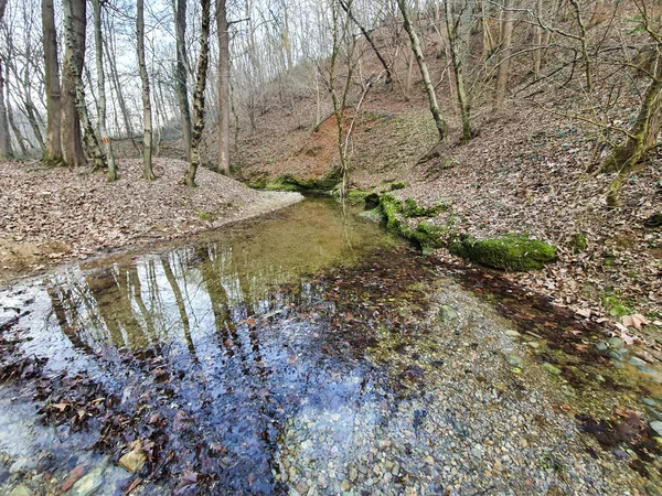 Petit Ruisseau Avec Des Arbres Nus Dans Forêt Lombardie Italie — Photo