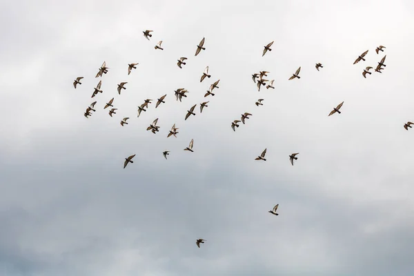 Bulutlu Gökyüzünde Uçan Güvercin Sürüsü — Stok fotoğraf