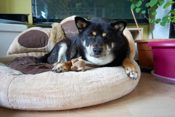 一个胖嘟嘟的黑芝麻猪躺在狗床上 身边有他的玩具 — 图库照片