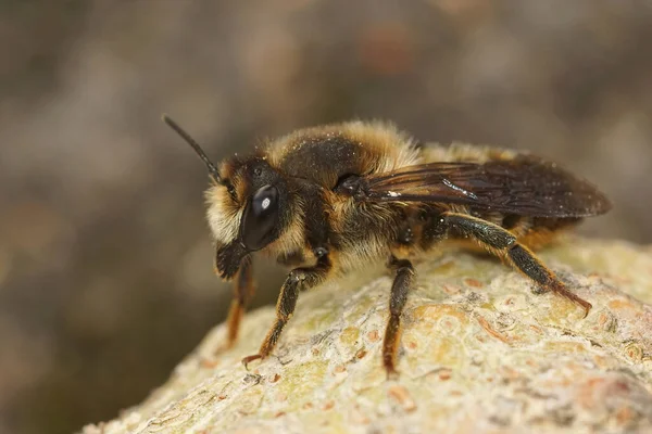 Eine Großaufnahme Einer Blattschneiderbiene — Stockfoto