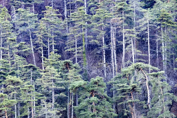 Bosque Montañoso Con Hermosos Árboles Verdes Semidesnudos Provincia Lecco Italia — Foto de Stock