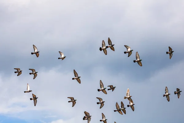 Вид Багатьох Голубів Птахів Літають Хмарному Небі — стокове фото