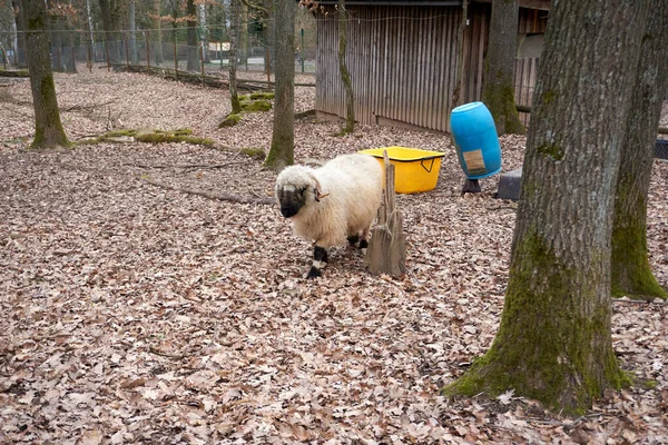 動物園の白い羊 — ストック写真