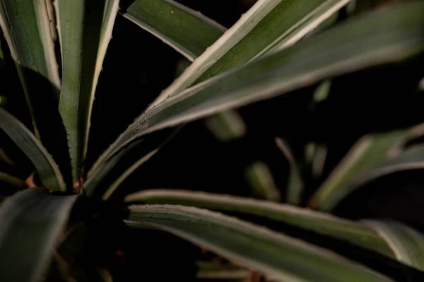 Een Close Van Groene Plantenbladeren Een Donkere Achtergrond — Stockfoto