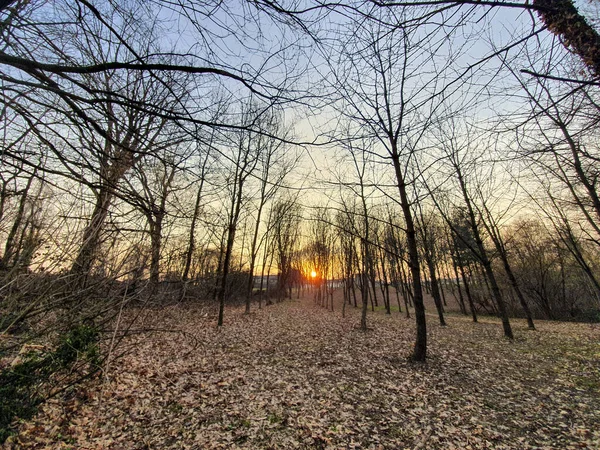 Paisaje Árboles Desnudos Campo Lombardía Italia Con Fondo Redondo Atardecer —  Fotos de Stock