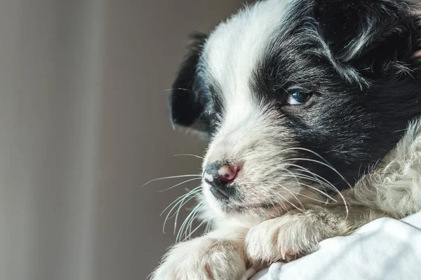 Close Filhote Cachorro Border Collie Deitado Uma Superfície Macia — Fotografia de Stock