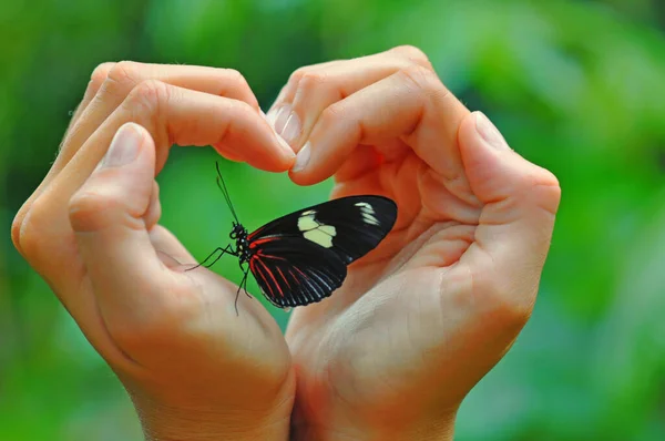 Selective Focus Shot Butterfly Hand Heart — Stock Photo, Image
