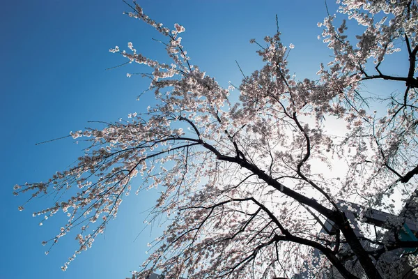 Tiro Galhos Árvore Floridos Fundo Céu Azul — Fotografia de Stock