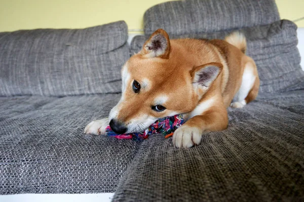 Cachorro Shiba Inu Meltingly Lindo Sofá Jugando Con Juguete Mirando —  Fotos de Stock