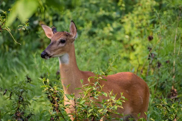 Selective Focus Shot Beautiful European Roe Deer Wild Forest — Stock Photo, Image