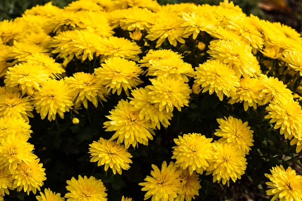Una Bella Carta Parati Sfondo Floreale Con Fiori Crisantemo Giallo — Foto Stock