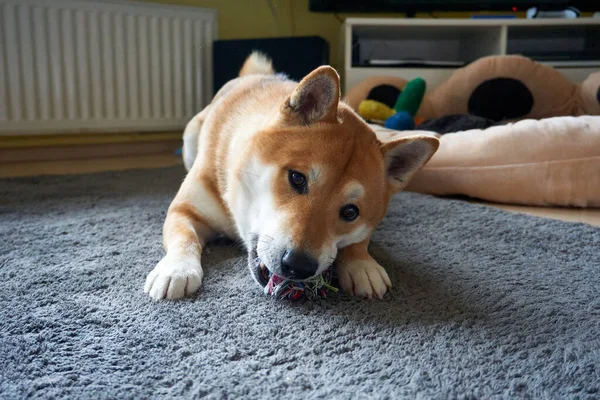 Lindo Cachorro Shiba Inu Jugando Felizmente Con Juguete Una Alfombra —  Fotos de Stock