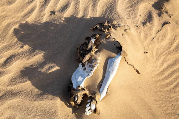 Jambes Abusées Décomposées Liées Chameau Dans Désert Aride Arabie Avec — Photo