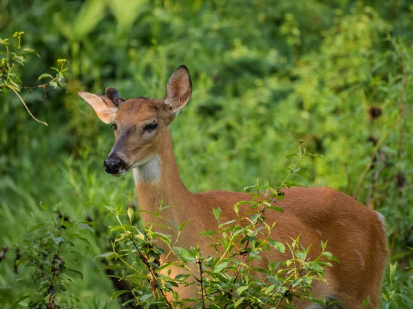 Eine Selektive Fokusaufnahme Eines Schönen Europäischen Rehs Wilden Wald — Stockfoto