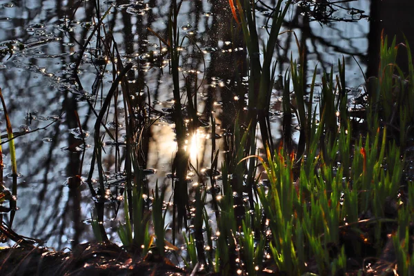 川の水の中に枯れた草の鏡の反射の美しいショット — ストック写真